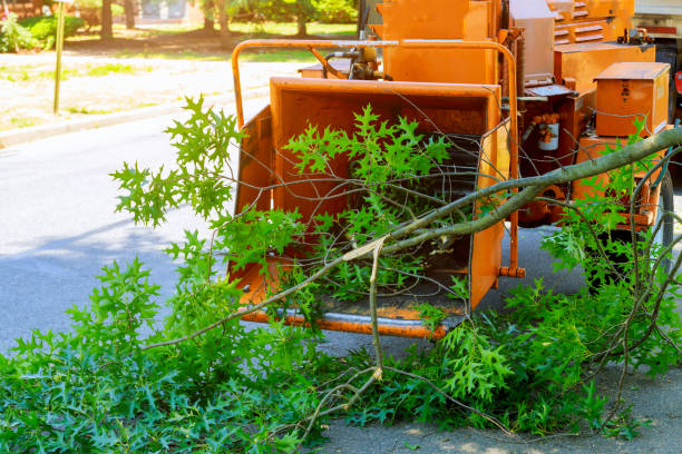 Best Tree Stump Removal  in Concord, MO